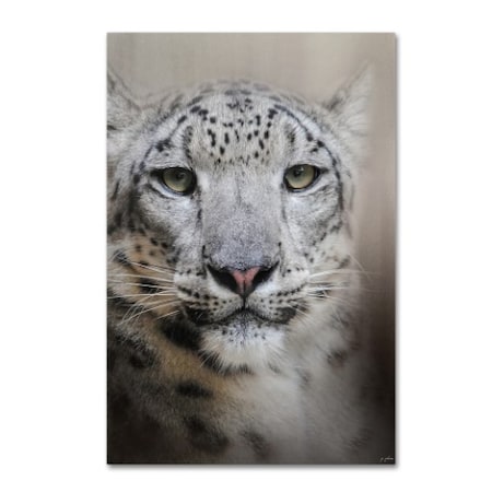 Jai Johnson 'Stare Of The Snow Leopard' Canvas Art,30x47